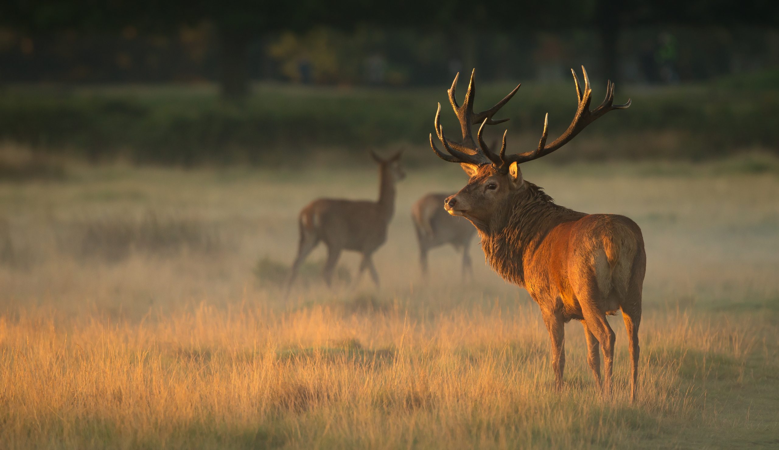 Hunting-DIR